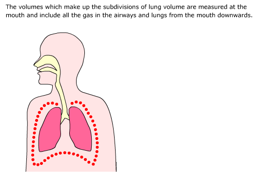 lung size